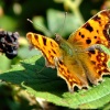 Comma butterfly......polygonia c-album