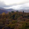 The Trees above Grasmere