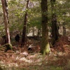 A bear in White Moss Wood?