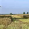 Arable farmland at Newport