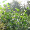 Basingstoke Canal, Up Nately