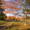 Autumn at Bearsted Green