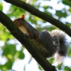 Grey squirrel hiding from the camera