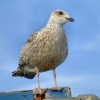 Lesser black backed gull......larus fuscus