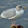 Herring gull.....larus argentatus