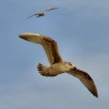 Soaring gulls