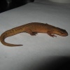 Some kind of newt ( I think )