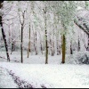 Snowy woodland path