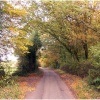 Sauncey Wood / Common Lane - Harpenden - Autumn 2008