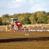Tractor being followed by seagulls