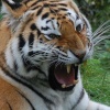 Tiger at Linton Zoo