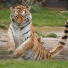 Tiger at Linton zoo