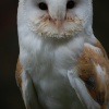 6 month Old Barn Owl at Linton
