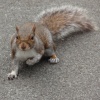 Grey Squirrel in Grosvenor Park Chester