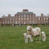 Wimpole Hall and Sheep