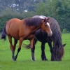 Two lovely horses