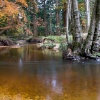 Autumn in The New Forest