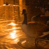 Golden goose
