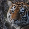Tiger Close up