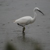 Little Egret at Titchwell Marsh