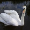 A Swan On The Canal