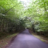 Road, tree's and woodlands