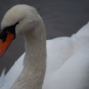 Swan on the river at Arley