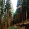 A walk through Mynydd Du Forest near Abergavenny