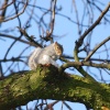 Squirrel resting on tree branch