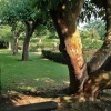 The orchard at Penshhurst Place