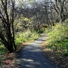 The Hawthorn Wood Path.