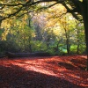 Hothersall Lodge Woods