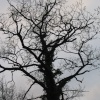 Around Up Nately - looking upwards