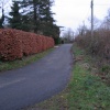 Beech hedge