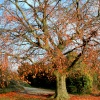 Autumn Beech Tree at Nidd.