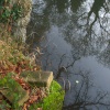 Basingstoke Canal, Up Nately - reflections