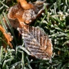 Frosty Beech Leaf at Nidd.