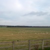 Salisbury Plain Sheep Meadow