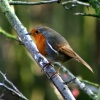 A Robin in Hawthorn Wood