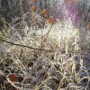 Cold and Frosty Morning at Beacon Wood, Bean