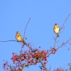 Goldfinches....carduelis carduelis