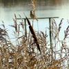 Reed bunting (female)....emberiza schoeniclus