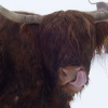 Kirkstone Cow Ambleside