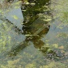 Reflection of Bursledon Mill in Pond