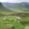 A local on the Wrynose Pass, Lake District, Cumbria.