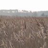 Winter Reed Beds