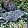 An ice covered leaf near Hawthorn Wood.