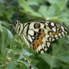 The Butterfly Garden at Blenheim Palace