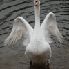 Swan at the riverside