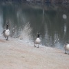 No - it wasn't three Canada geese - it was three French hens!